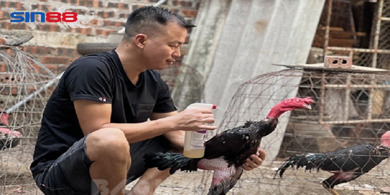 Các giống gà trọi phổ biến tại Việt Nam