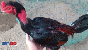 Gà trọi là như thế nào? Định nghĩa và đặc điểm cơ bản