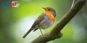 Giải mã chi tiết giấc mơ thấy chim phổ biến