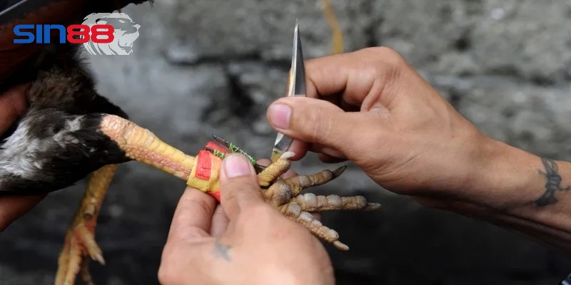 Giới thiệu tổng quan về đá gà cựa dao sin88