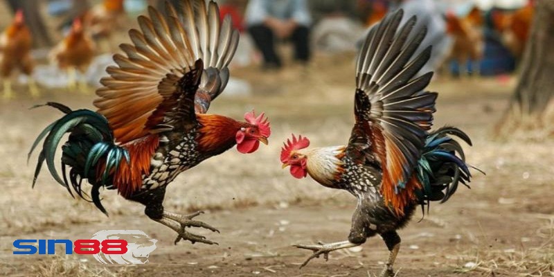 Mẹo chơi đá gà sin88 hiệu quả
