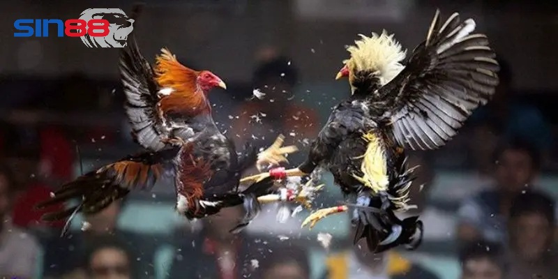 Mẹo chơi đá gà trực tuyến sin88 Mẹo chơi hiệu quả đá gà trực tuyến sin88