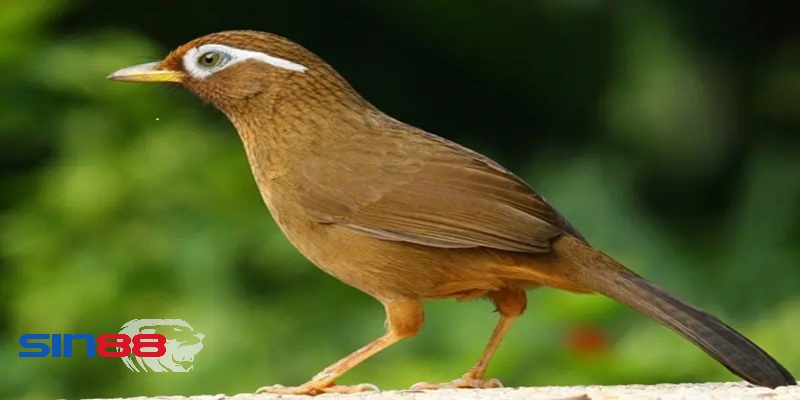 Mở đầu giới thiệu sin88 và giấc mơ thấy chim đánh gì?