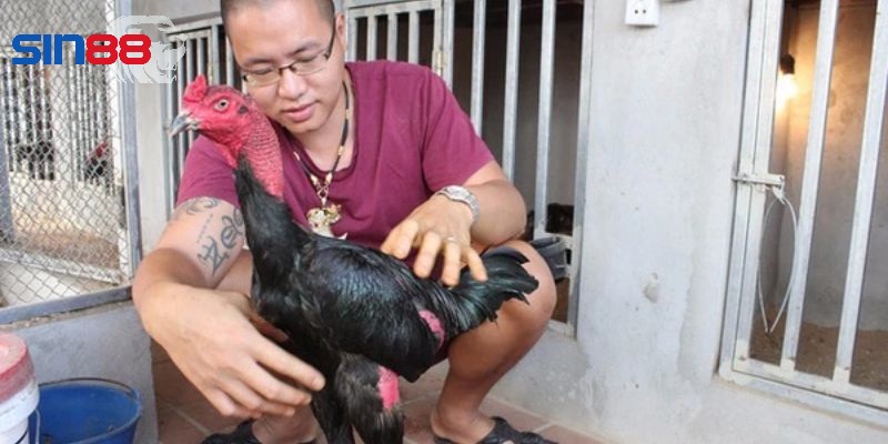 Những điều thú vị khác về gà trọi