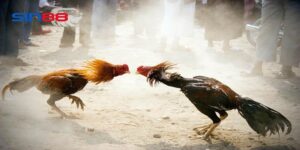 Tính năng nổi bật của đá gà trực tuyến sin88